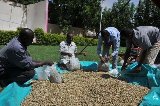 Sudanese Student Union members packing dried lady finger.