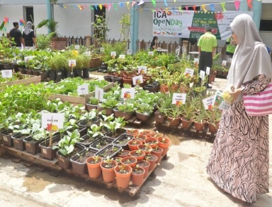 Visitors surveying the starter plants sale during ICA Open Day.