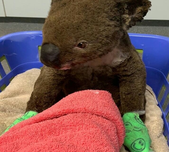 Community service done by adopting a koala bear to help Australia’s bushfire