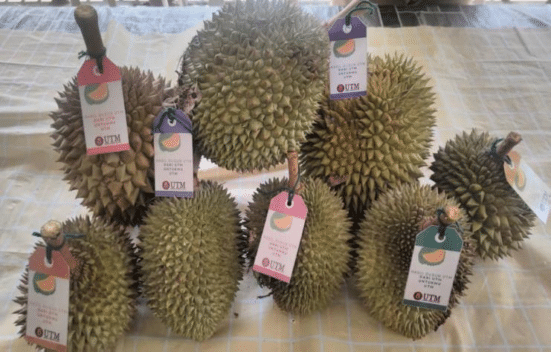 Antara durian dari hasil dusun UTM