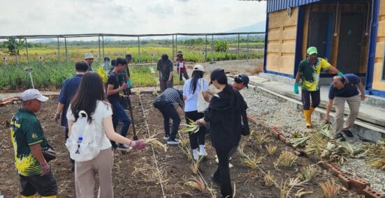 copy pineapple farm