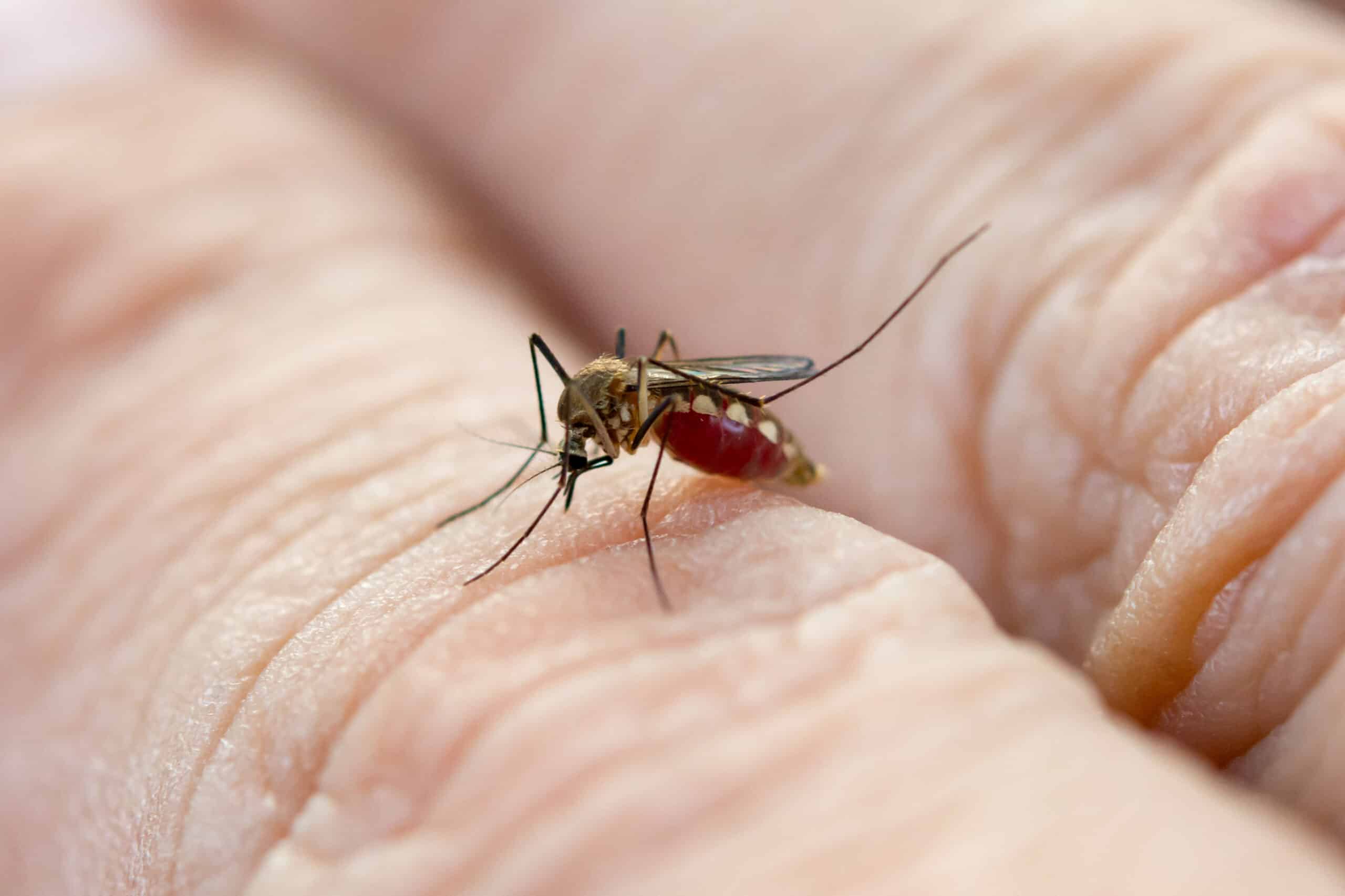 Close up mosquito sucking blood from human skin