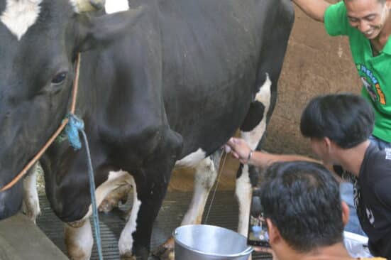 DSC cow DSC cow